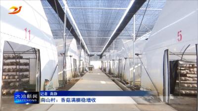 南山村：香菇满棚稳增收