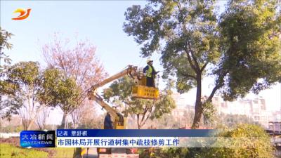 市园林局开展行道树集中疏枝修剪工作
