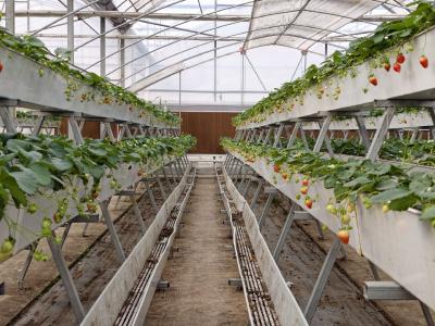 改变种植方式 草莓爬上高架