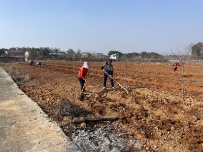林下种药材 种出好“丰”景