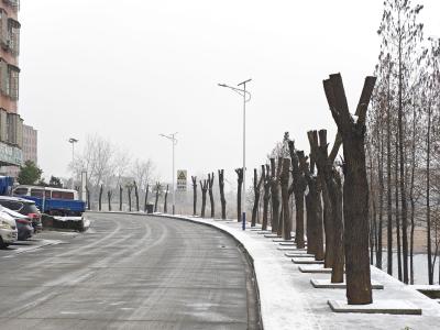 【民情直通车】金保路行道树被集体“剃光头”