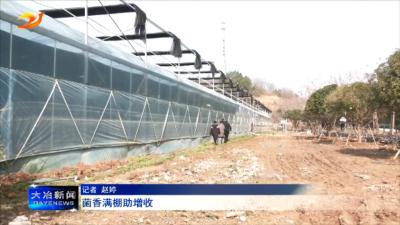 菌香满棚助增收