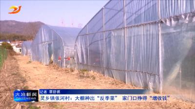 灵乡镇张河村：大棚种出“反季菜” 家门口挣得“增收钱”