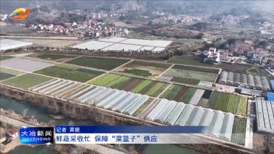 鲜蔬采收忙 保障“菜篮子”供应