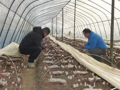 【新春走基层】大箕铺镇300亩羊肚菌进入采收期  预计总产量12.5万公斤