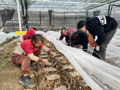 种出“科技范” 撑起“致富伞” 火石村羊肚菌迎来采收季