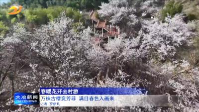 万株古樱竞芳菲 满目春色入画来
