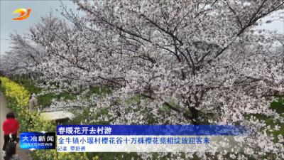 金牛镇小堰村樱花谷十万株樱花竞相绽放迎客来 