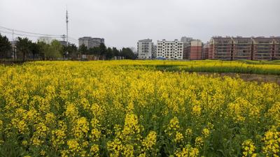 田间“把脉”送良方 春管护航夺丰收