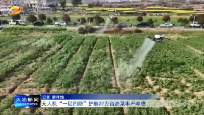 无人机“一促四防”护航27万亩油菜丰产丰收