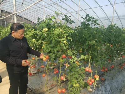 省农科院专家田间“把脉” 精准破解蔬菜种植技术难题