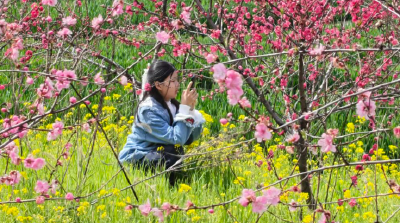 湖北屈家岭：“一朵桃花”成为激活乡村振兴“金钥匙”
