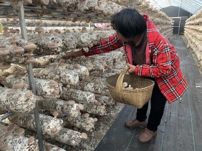 菌香满棚富山村 实干铺就振兴路