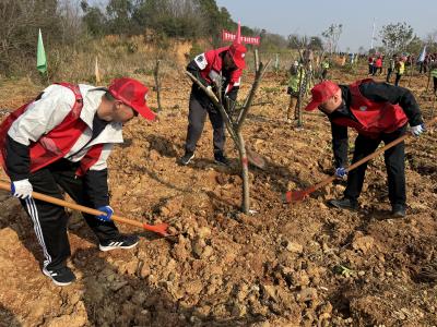 高新区、罗家桥街道联合开展2026年义务植树活动