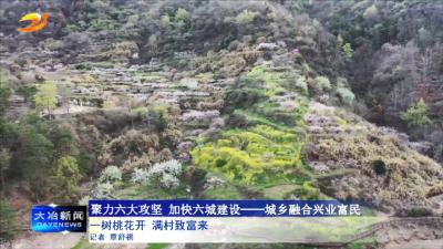 一树桃花开 满村致富来