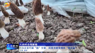 村办企业巧做“菇”文章 闲置资源变增收“聚宝盆” 