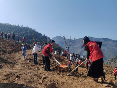 绿美刘仁八 植樱添新景