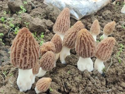 巾帼逐梦田垄间 小菌菇撑起致富天