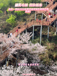 遇见毛铺 樱你而来
大冶·灵乡2026年第五届毛铺古樱赏花季开幕！