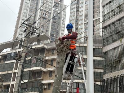 市园林局：运用改良技术 破解法桐飘絮扰民难题