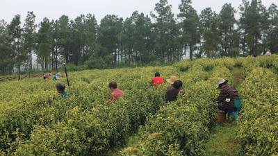朝阳村：白茶铺就共富路 一片绿叶促振兴