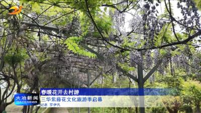 三华紫藤花文化旅游季启幕