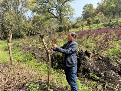 【森林防火·我们在行动】三十余载守青山 一片丹心护绿海——记灵乡镇护林员汪昭文