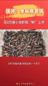 快冲！坐标陈贵镇！近2万亩小龙虾抢“鲜”上市。（记者 廖祥灿）