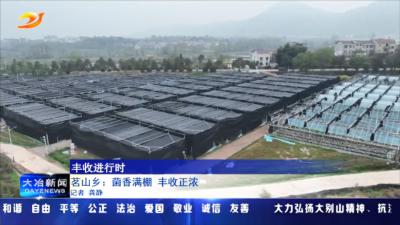 茗山乡：菌香满棚 丰收正浓