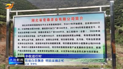 殷祖白茶飘香 明前采摘正忙