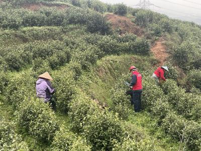 采茶制茶如火如荼 供电服务“满格在线”