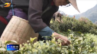茶芽吐翠富乡村 标准化生产育“金叶”