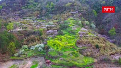 一树桃花开 满村致富来 湖北大冶“赏花经济”赋能乡村振兴