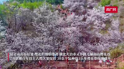 湖北大冶：万株古樱竞相绽放迎客来
