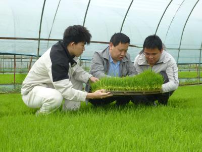 “工厂化育秧+机械化种植”跑出春耕“加速度”