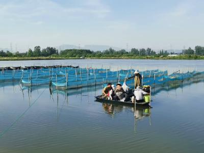 陈贵小龙虾抢“鲜”上市 “稻虾共作”富乡村