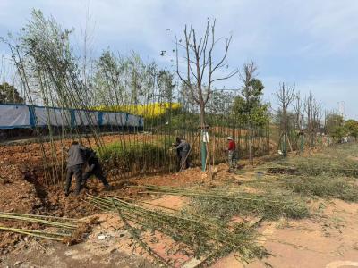 补植绿化苗木 提升城市“颜值”
