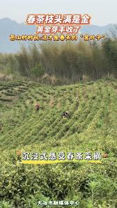 春茶枝头满是金 大冶市灵乡镇芭山村的黄金芽丰收了 村民：这才是春天的“金叶子”（记者 柏蔷薇）