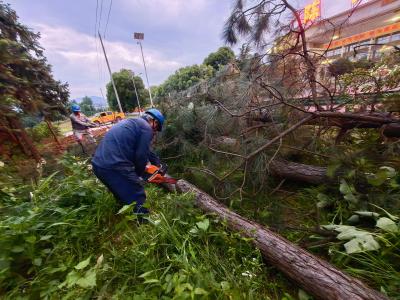 陈贵供电所：清障除隐患保障新建线路投运