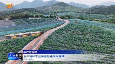 金牛镇林丰蓝莓基地迎来采摘期