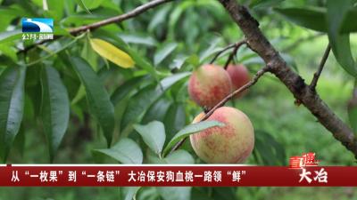 从“一枚果”到“一条链” 大冶保安狗血桃一路领“鲜”