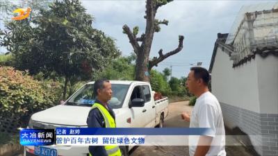 管护百年古树 留住绿色文物