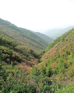 红军枪械所遗址
