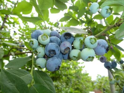 “蓝”不住的美味！湖北大冶600亩蓝莓抢“鲜”上市