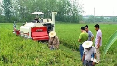 头季再生稻开镰  亩产1309斤  “吨粮田”有望
