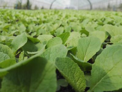 柴湖镇首批灾后补种蔬菜新鲜上市