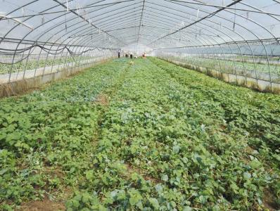 粮变肉 草变乳 农民增收入（政策解读·聚焦）