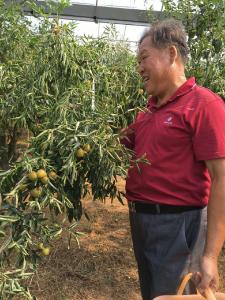 农家采摘受越来越多游人青睐