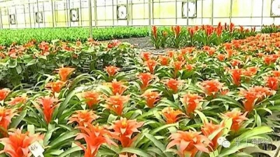 抗灾救灾 恢复生产 柴湖花卉企业生机焕发 