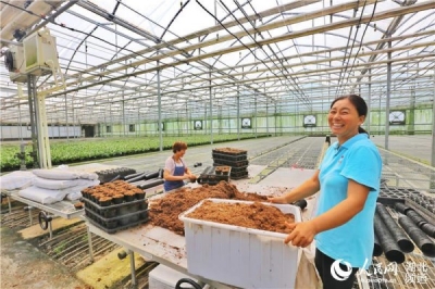 花卉企业灾后恢复生产生机焕发